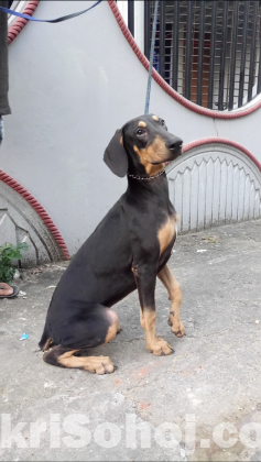 Doberman